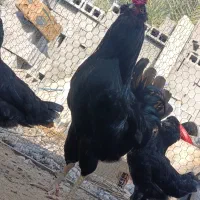 جوجه گلین|حیوانات مزرعه|خورموج, |دیوار