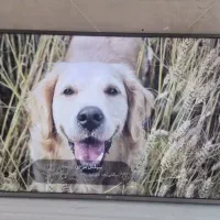 تعمیر تلویزیون در منزل|خدمات پیشه و مهارت|اسلام‌شهر, زرافشان|دیوار