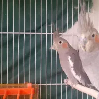 عروس هلندی سیامون بالغ ۶تا|پرنده|مشهد, شهرک لشکر (شهرک غرب)|دیوار