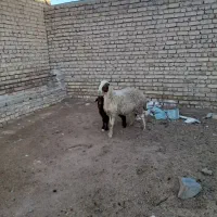 میش وبره|حیوانات مزرعه|گلپایگان, |دیوار