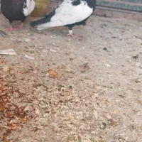 سینه سیاه چنگ سفید