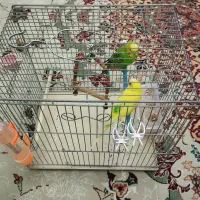 یک جفت مرغ عشق