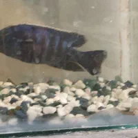 فروشی|ماهی|سیرجان, |دیوار