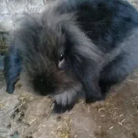 خرگوش لوپ نر