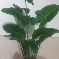 به باریستا نیازمندیم