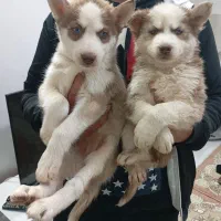 هاسکی گلد بسیار درجه یک|سگ|تهران, سعادتآباد|دیوار