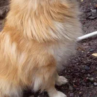 سگ پامر|سگ|بم, |دیوار