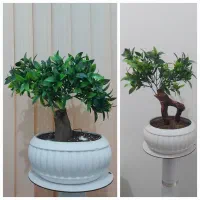 درختچه و گل مصنوعی|گل مصنوعی|فومن, |دیوار