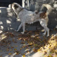 سگ لاس دوساله|سگ|مبارکه, |دیوار