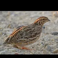 بلدرچین امیدیه