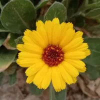 ماشین ظرفشویی رو میزی