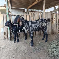 فروش بزپاکستانی چهار قلو زا