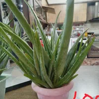 گل وگیاه|گل و گیاه طبیعی|مشهد, مقدم|دیوار