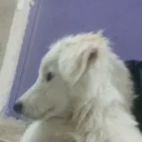 خداقوت یک سگ سفیدپاکوتاه گم شده اطراف آرمگاه وپارک