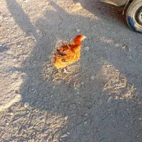 مرغ خروس گلپایگان|حیوانات مزرعه|هشتگرد, شهرک راه آهن|دیوار