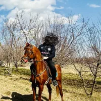 اسب عرب مصری