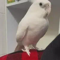 چهار عدد عروس هلندی سه تا آلبینو ی دونه گلباقالی