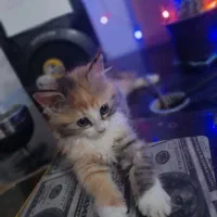 گربه پرشین|گربه|گنبد کاووس, |دیوار