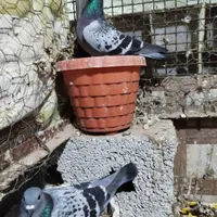 پرنده کبوتر مسافتی پلاکی و سیاه چوینی هندی بوشهری|پرنده|بوشهر, |دیوار