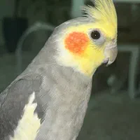 عروس هلندی نر سخنگو