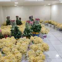 پخش مستقیم گل نرگس از مزرعه به سراسر کشور|گل و گیاه طبیعی|شیراز, جوادیه|دیوار