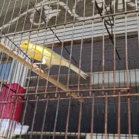 قناری نر و ماده یکسر