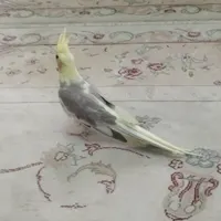 جوجه‌‌ی عروس هلندی|پرنده|تهران, مجیدیه|دیوار