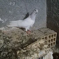 کله ابر نر معاوضه