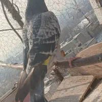 کفتر پلاکی|پرنده|محمدشهر, محمدشهر|دیوار