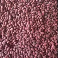 فروش لوبیاقرمز