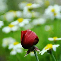 فروش زمین مشاع