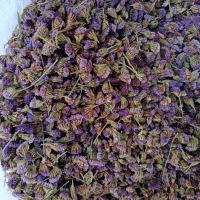 تخم ( بذر ) گل زنبوری یا گل خشک|گل و گیاه طبیعی|محلات, |دیوار