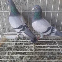 جفت کبوتر پلاکی روی جوجه|پرنده|جیرفت, |دیوار