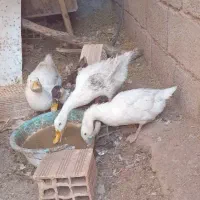 اردک
