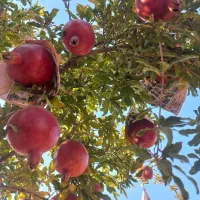 باغ اناری