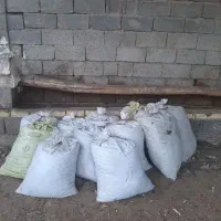 کود بلدرچین