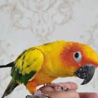 طوطی خورشیدی|پرنده|سیرجان, |دیوار