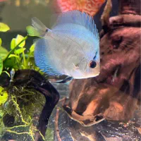 دوتا دیسکس سایز ۲-۳