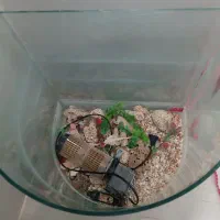 آکواریوم|ماهی|مشهد, کشف|دیوار