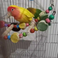 یک جفت کوتوله