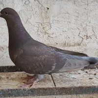 شامی سرکه ای|پرنده|اقبالیه, |دیوار