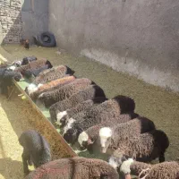 بره نر 30 کیلو به بالا