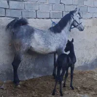 برکت مادیان به همراه کوره سیروان لارتی