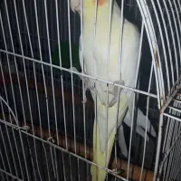عروس پاریس