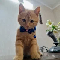 واگذاری گربه خوشگل وبازیگوش