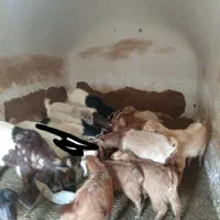 فروش بز زاییده و آبستن