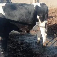 سه راس گاو هلشتن