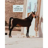 مادیان ۴ ساله دوسرشجره تایید یک