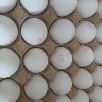 تخم مرغ روز تازه