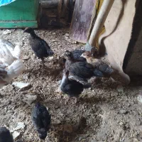 جوجه|حیوانات مزرعه|بهبهان, |دیوار